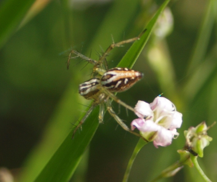 Oxyopidae